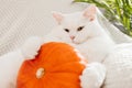 Close-up of a white fluffy cat lying on a pumpkin. Cute pets. Fall mood, autumn vibes.