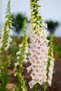 Close up of white foxglove flowers with purple edging blooming in summer garden. Digitalis in blossom. Floral background Royalty Free Stock Photo