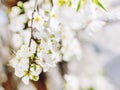 Close-up of white fragile flowers on a cherry tree branch with copy space. Blooming cherry or plum in early spring Royalty Free Stock Photo