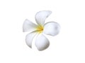 Close up of white Frangipani blossom or Plumeria flower isolated on white background. Royalty Free Stock Photo