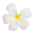 Close up of white frangipani flower or Leelawadee flower on whit