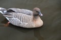 A close up of a White Fronted Goose