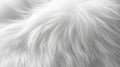 Close-up of White Fur Texture Royalty Free Stock Photo
