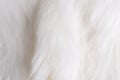 Close up white fur texture.NEF Royalty Free Stock Photo