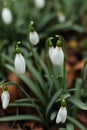 Close up of white Galanthus (snowdrops) flowers