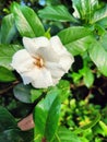 Close up white gardenia flower blossoms