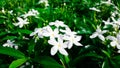 Close-up white gardenia jasminoides flower Royalty Free Stock Photo