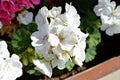 Close-up of White Geraniums Flowers, Pelargonium Hortorum, Macro, Nature