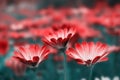 Close-up of a white gerbera flowers on a dark background Royalty Free Stock Photo