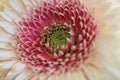 Close up of a white gerbera with pink leaves around the limegreen heart.