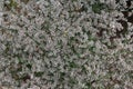 Close up of white German Statice, Goniolimon tataricum