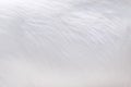 White goat animal fur texture  for background Royalty Free Stock Photo