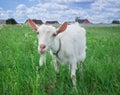 Close-up white goat grassing on green field at village countryside Royalty Free Stock Photo