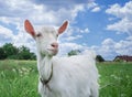 Close-up white goat grassing on green meadow field at village Royalty Free Stock Photo