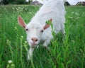 Close-up white goat grassing on green meadow at village countryside Royalty Free Stock Photo