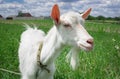 Close-up white goat grassing on green summer meadow at countryside Royalty Free Stock Photo