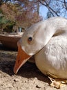 Close up of white goose or duck. Portrait of aggressive female duck. Royalty Free Stock Photo