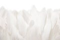 Close-up of white goose feathers isolated on white background Royalty Free Stock Photo