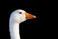 Close up of white goose isolated on black Royalty Free Stock Photo