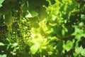 Close-up white grape vines. Summer background