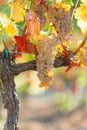 Close up of white grapes on the Tuscany vineyard