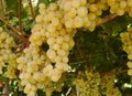 A close up of white grapes in a wine vineyard