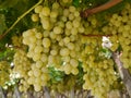 A close up of white grapes in a wine vineyard