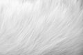 White gray cat fur texture , animal skin background Royalty Free Stock Photo