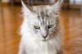 White and gray cat looking at you Royalty Free Stock Photo
