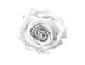 White  gray rose flowers  blooming isolated on background with clipping path , beautiful natural patterns top view Royalty Free Stock Photo