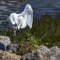 Great Egret Grooming Every Feather Royalty Free Stock Photo