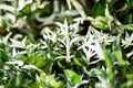 Close up white and green leaves of wrightia religiosa or variegata in the garden home. Royalty Free Stock Photo