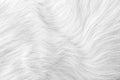 White grey cat fur texture seamless patterns or animal skin background Royalty Free Stock Photo