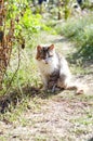 Close up of a white grey cat on the grass in the back yard. Funny facial expression Royalty Free Stock Photo