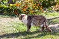 Close up of a white grey cat on the grass in the back yard Royalty Free Stock Photo
