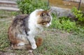 Close up of a white grey cat on the grass in the back yard. Funny facial expression Royalty Free Stock Photo
