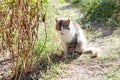 Close up of a white grey cat on the grass in the back yard Royalty Free Stock Photo
