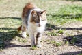 Close up of a white grey cat on the grass in the back yard Royalty Free Stock Photo