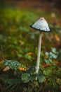 Close-up of a white/grey non-edible mushroom growing in a forest