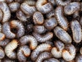 close up of white grub worms, larvae of chafer, usally known as may beetle or june bug Royalty Free Stock Photo