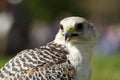 Close-up of white gyrfalcon with beak open