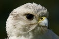 Close-up of white gyrfalcon head in profile