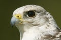 Close-up of white gyrfalcon head in sunshine