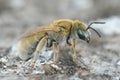 Close up of a white haired furrow bee, Vestitohalictus pollinus Royalty Free Stock Photo