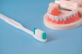 Close up white handle toothbrush and plastic human teeth model placed on a blue background. Dental examination concept. Regular