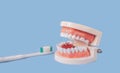 Close up white handle toothbrush and plastic human teeth model placed on a blue background. Dental examination concept. Regular