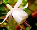 Close up of White Hawkshead Fuchsia Maegllanica - Hummingbird or Hardy Flower