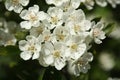 White hawthorn flowers close