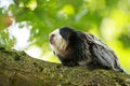 Close up of a white-headed marmoset Callithrix geoffroyi prima Royalty Free Stock Photo