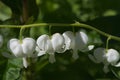 Close up of white heart shaped flowers in natural garden setting Royalty Free Stock Photo